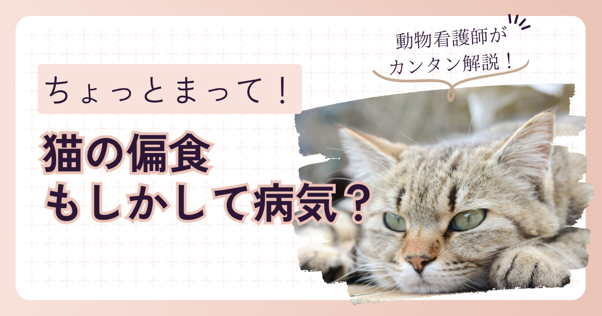 猫の偏食、もしかして病気？